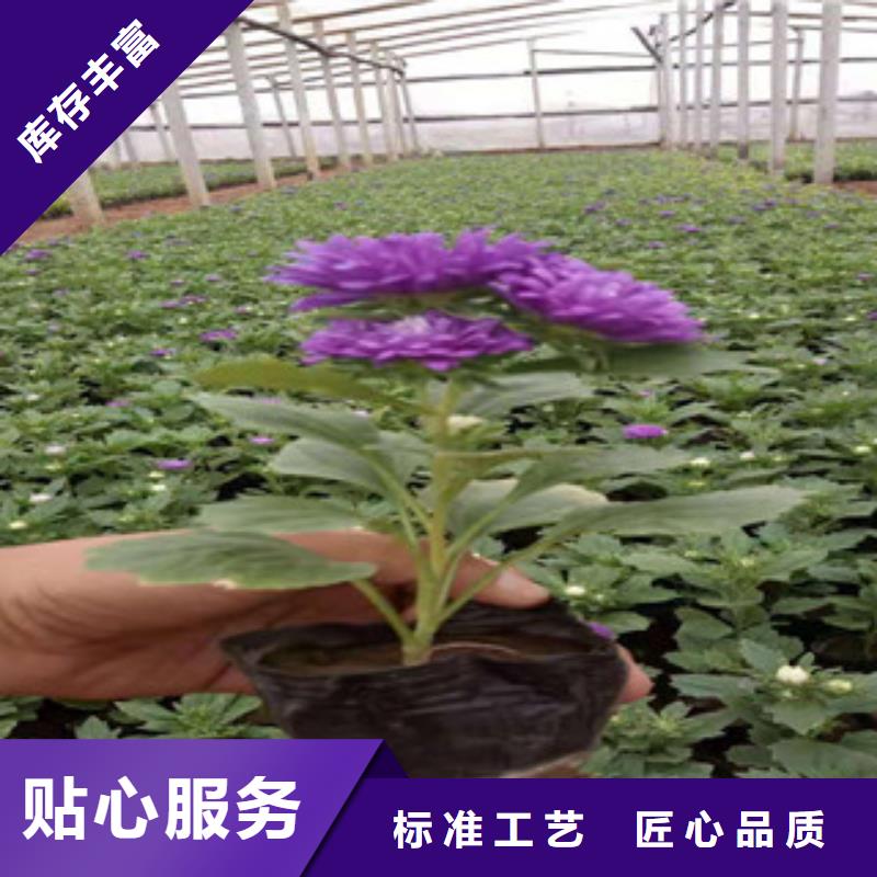 宿根花卉_【水生植物/荷花睡莲】现货供应