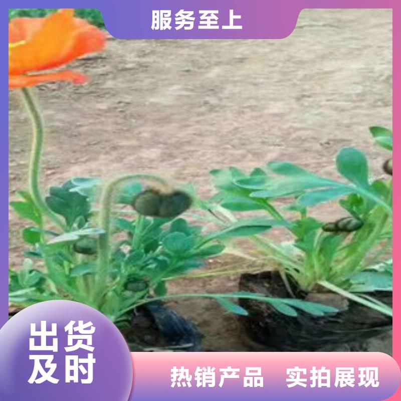 宿根花卉柳叶马鞭草/薰衣草好品质选我们