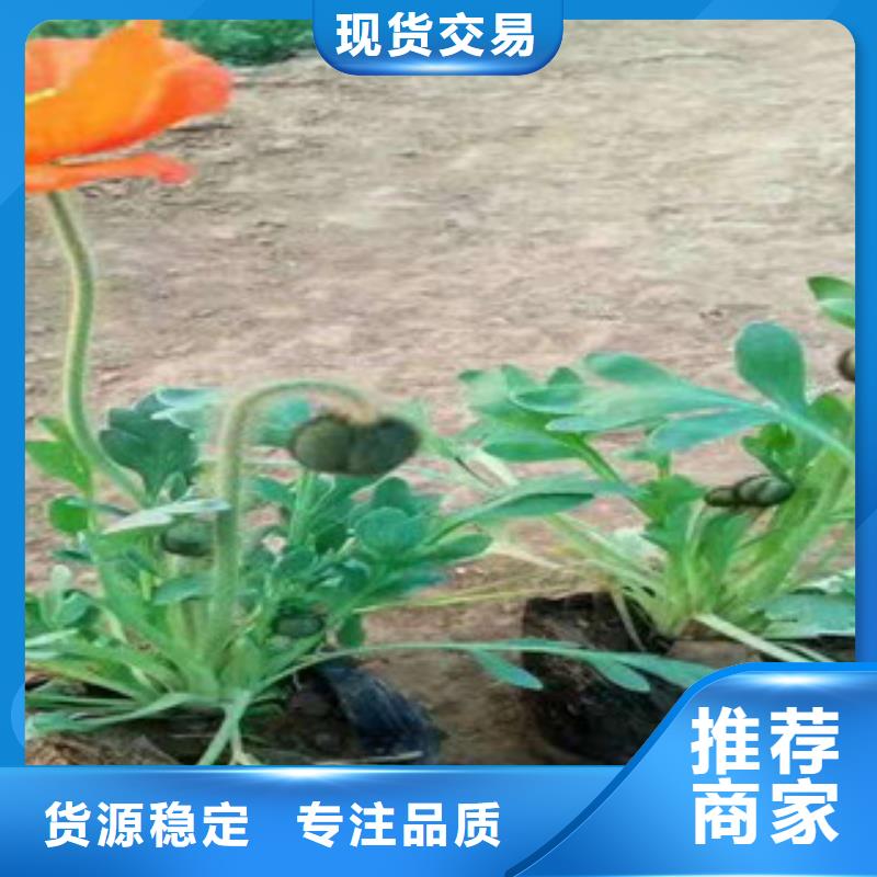 【宿根花卉水生植物/荷花睡莲有实力有经验】