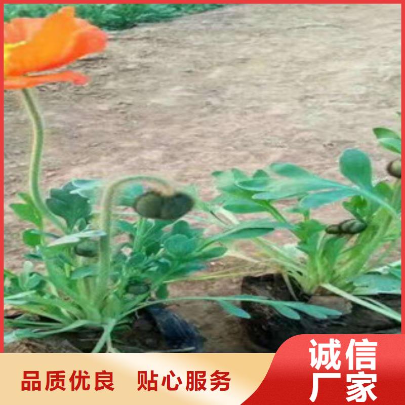 【宿根花卉】水生植物/荷花睡莲信誉有保证