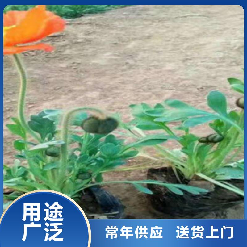 宿根花卉耐寒耐旱草花基地厂家大量现货