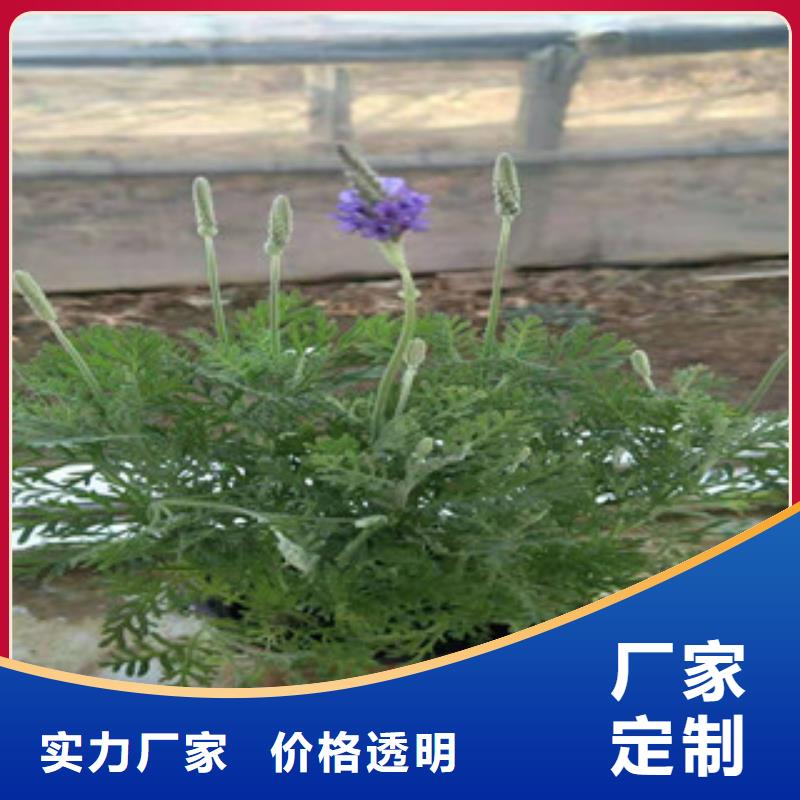 宿根花卉_鲁冰花/粉黛乱子草库存充足