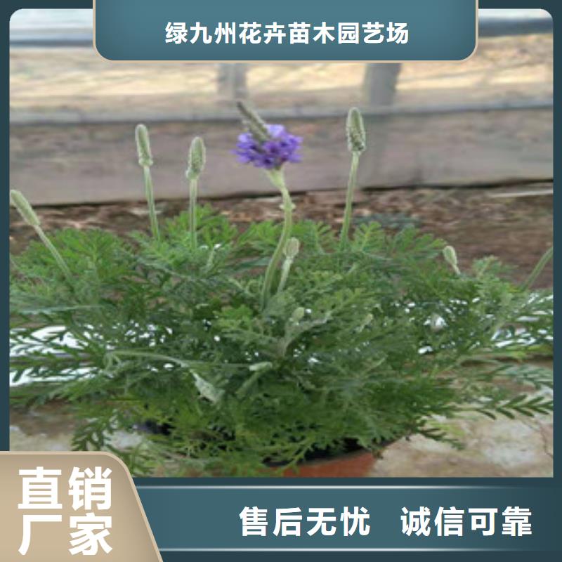 宿根花卉柳叶马鞭草/薰衣草厂家货源