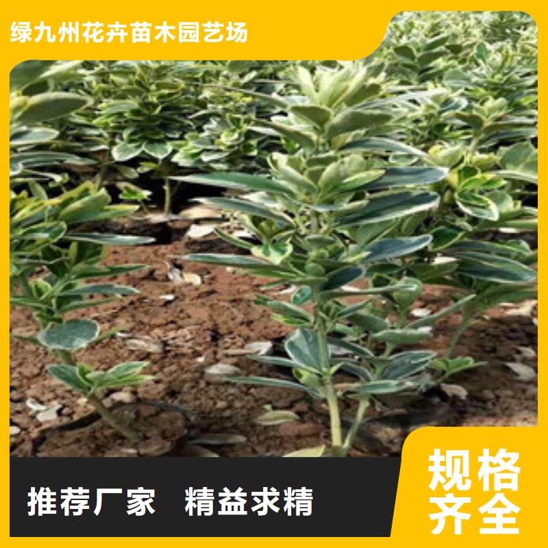 宿根花卉鲁冰花/粉黛乱子草用心做好细节