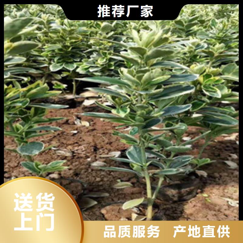 【宿根花卉观赏草/蒲苇狼尾草源厂供货】