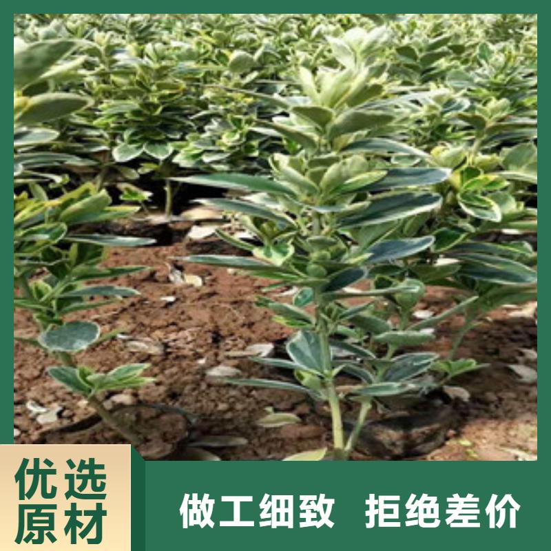 宿根花卉,【水生植物/荷花睡莲】一手价格