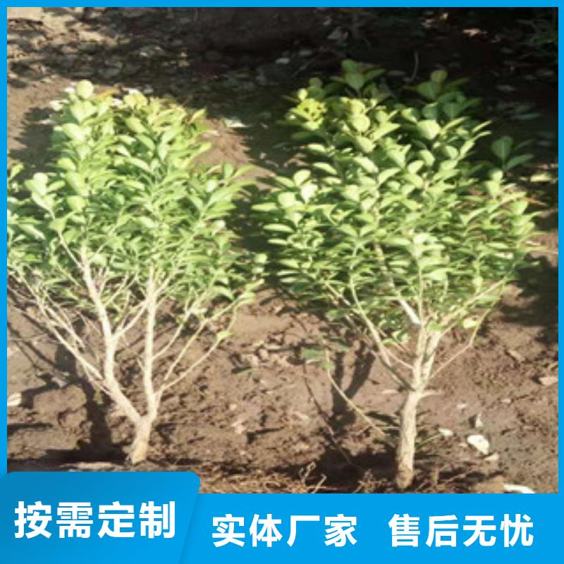 宿根花卉_观赏草/蒲苇狼尾草一站式供应厂家