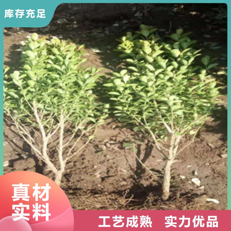 宿根花卉鲁冰花/粉黛乱子草让客户买的放心