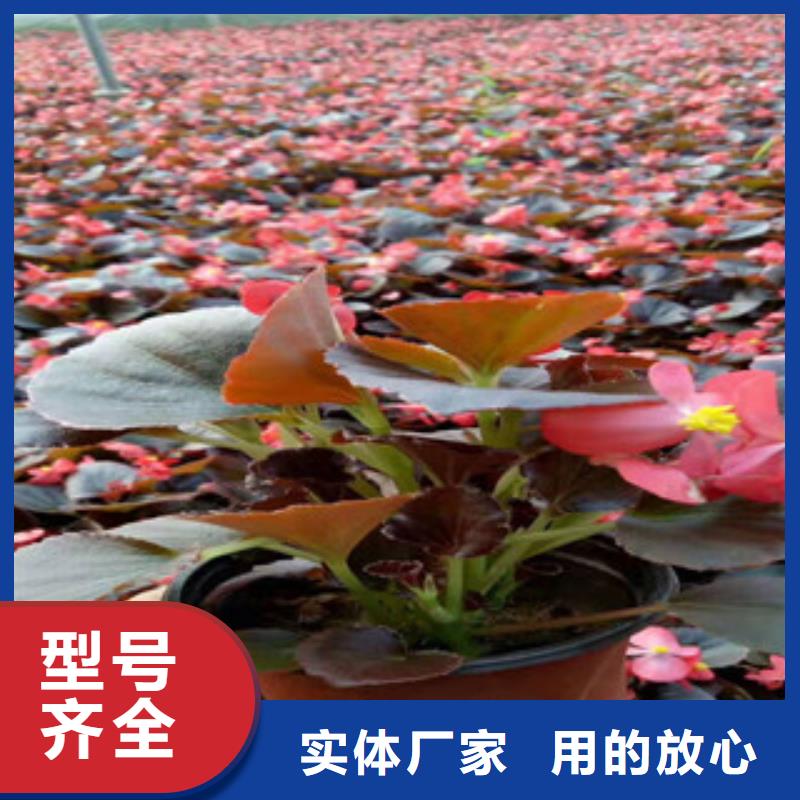 宿根花卉时令花卉/绿化草花价格高品质现货销售