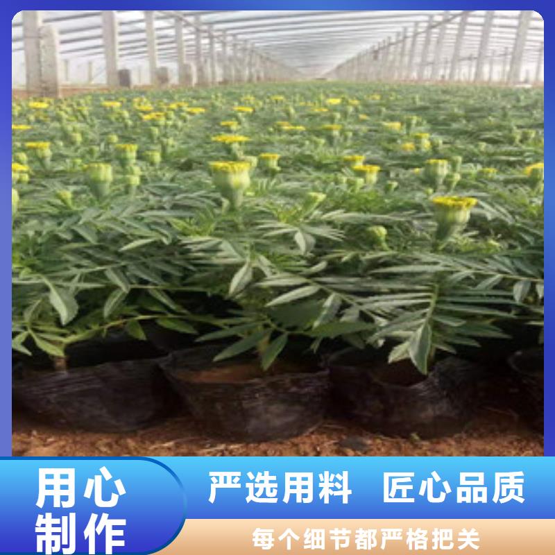 宿根花卉时令花卉/绿化草花价格高品质现货销售