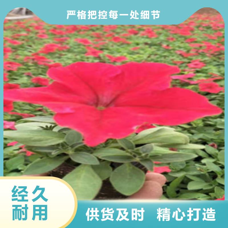 宿根花卉,【五一国庆草花批发】专业厂家