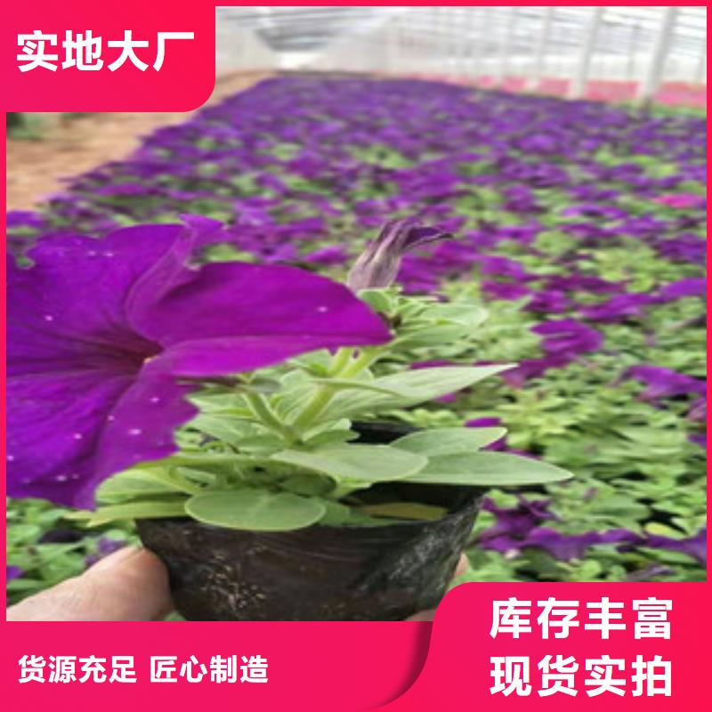 宿根花卉花海景观工程交货准时