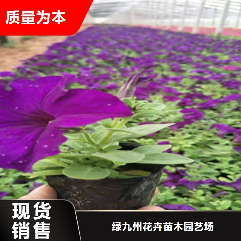 宿根花卉_耐寒耐旱草花基地来图定制