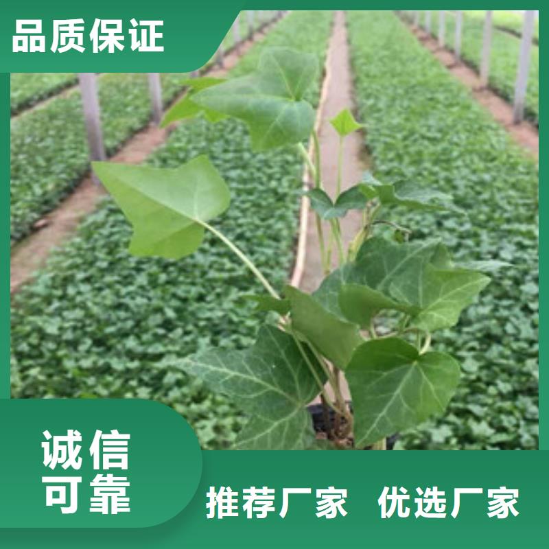 宿根花卉【水生植物/荷花睡莲】支持货到付清