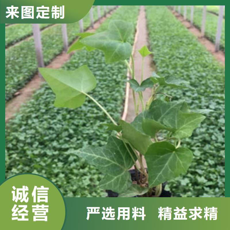 宿根花卉时令花卉/绿化草花价格定制不额外收费