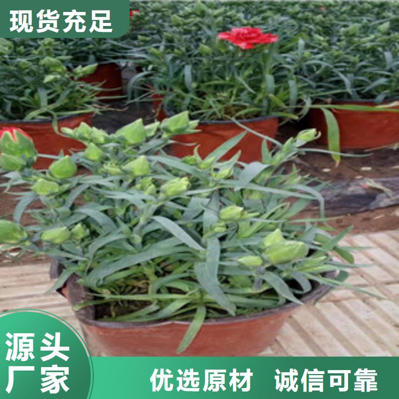 宿根花卉,【水生植物/荷花睡莲】一手价格