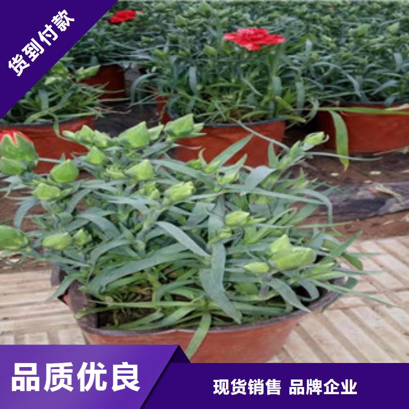 宿根花卉-水生植物/荷花睡莲0中间商差价