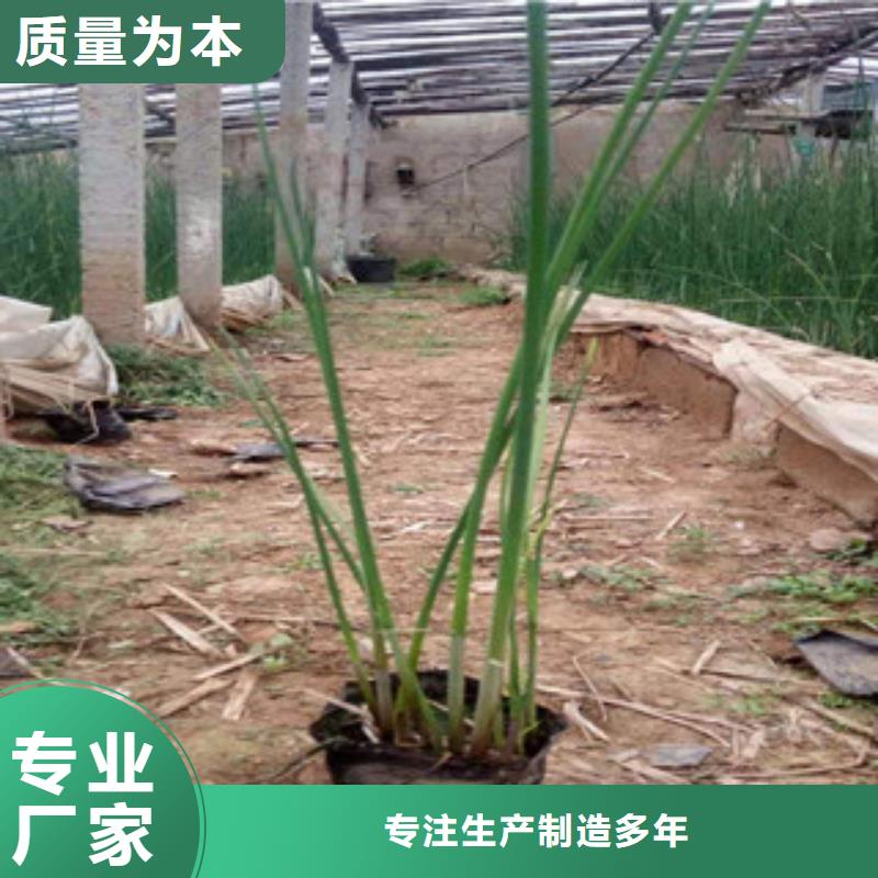 【宿根花卉水生植物/荷花睡莲原料层层筛选】