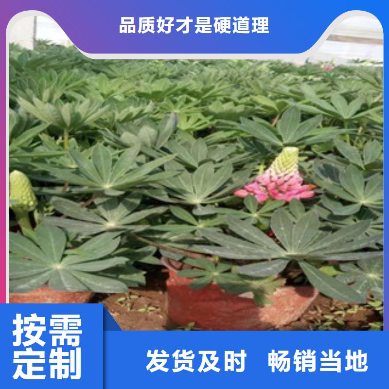 宿根花卉时令花卉/绿化草花价格定制不额外收费