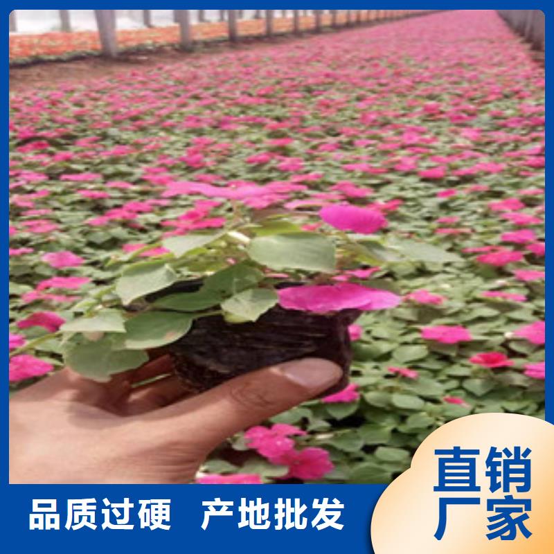 宿根花卉【水生植物/荷花睡莲】支持货到付清