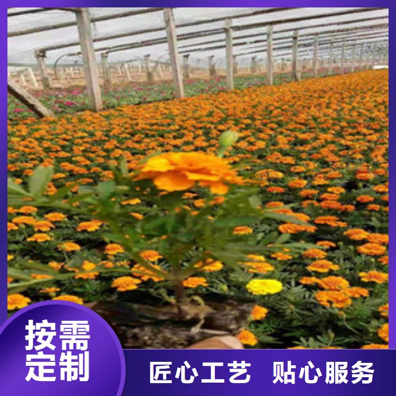 【宿根花卉五一国庆草花批发专业设计】