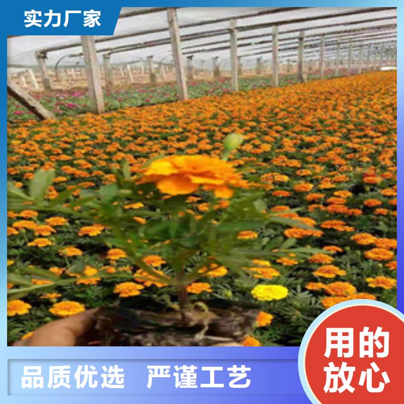 宿根花卉时令花卉/绿化草花价格一站式采购商