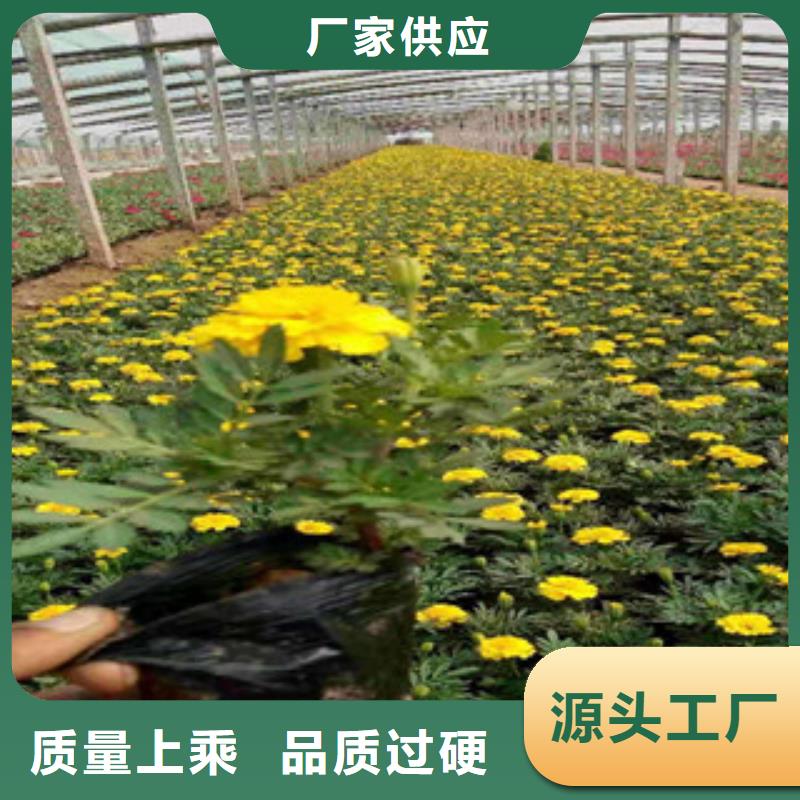 宿根花卉【水生植物/荷花睡莲】支持货到付清