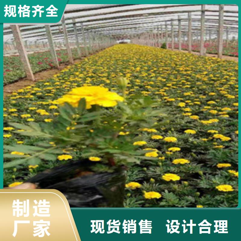 宿根花卉水生植物/荷花睡莲老客户钟爱