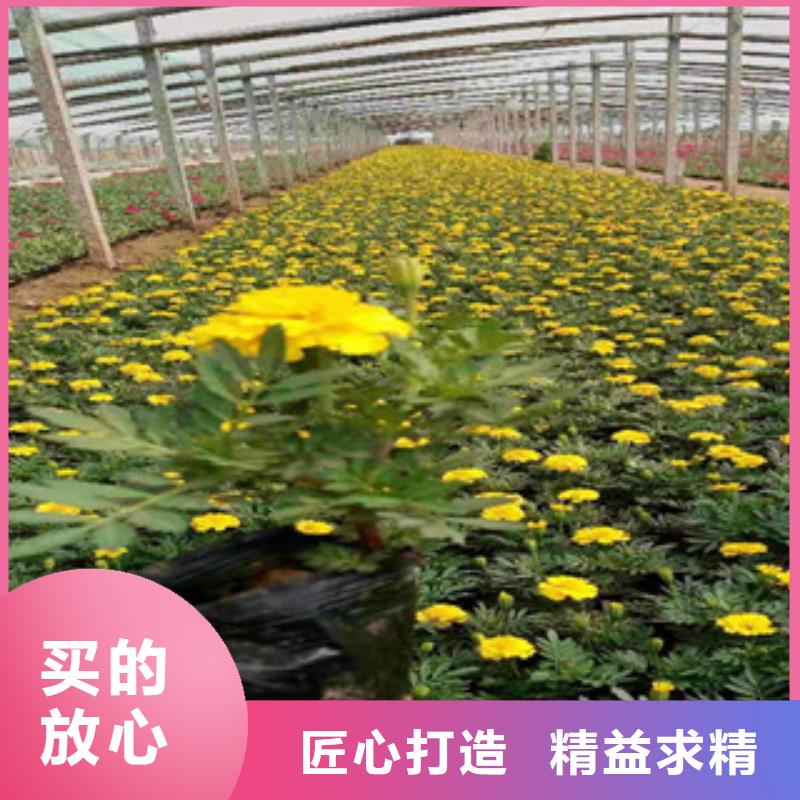 【宿根花卉宿根花卉基地当日价格】