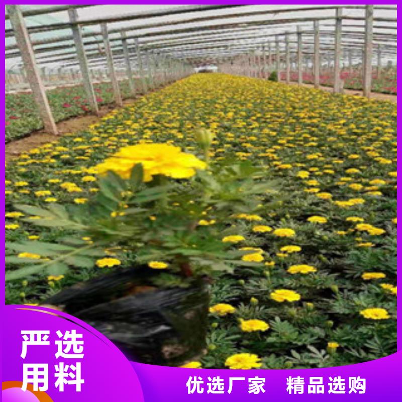 宿根花卉水生植物/荷花睡莲产地工厂