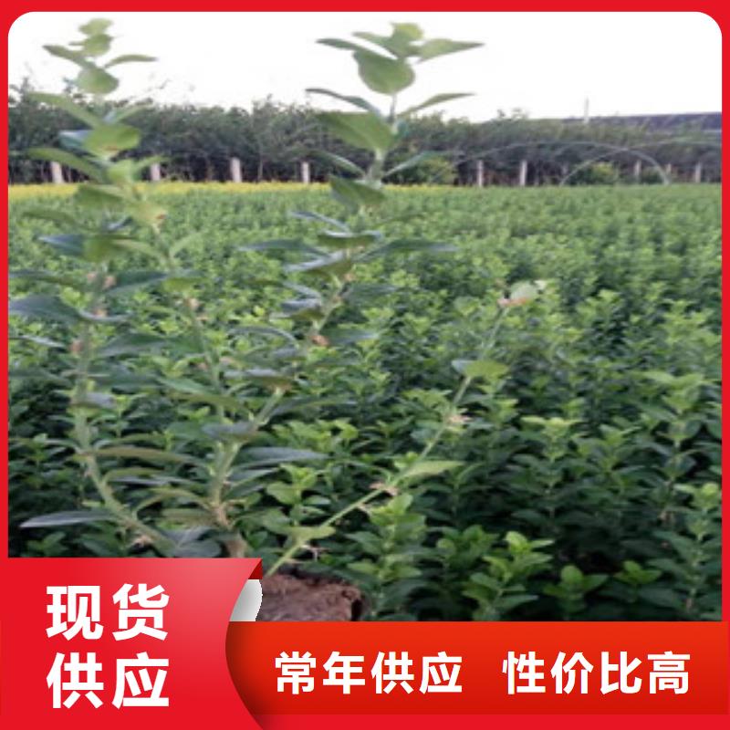 宿根花卉时令花卉/绿化草花价格实体厂家支持定制