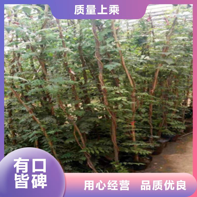 宿根花卉观赏草/蒲苇狼尾草的简单介绍