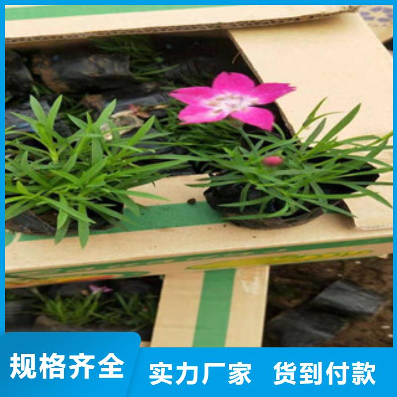 宿根花卉花海景观工程认准大品牌厂家