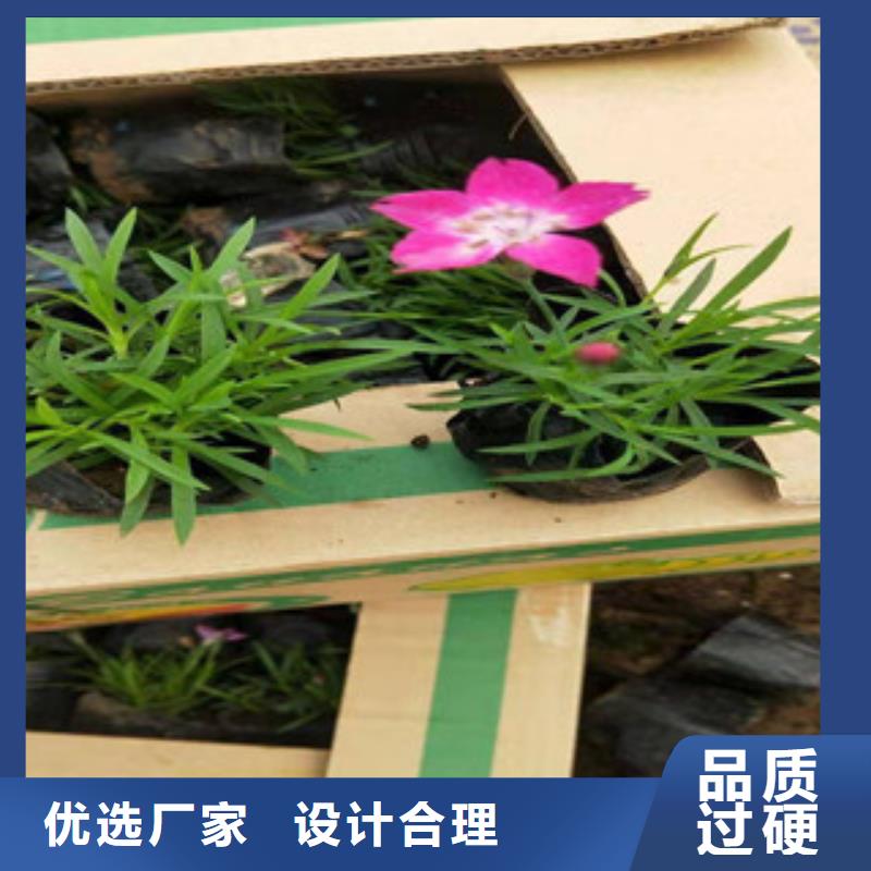 宿根花卉柳叶马鞭草/薰衣草老品牌厂家