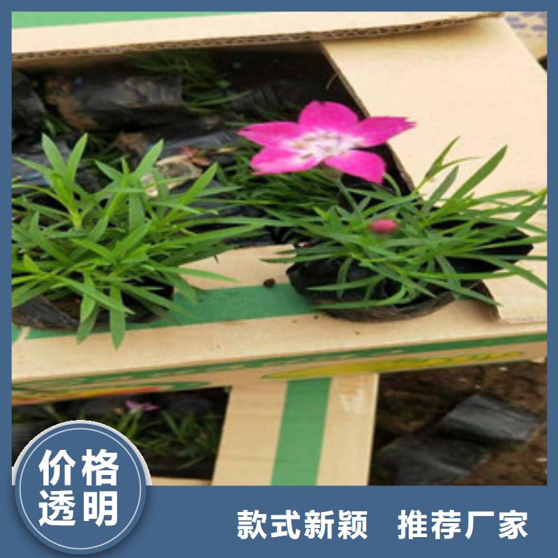 【宿根花卉-柳叶马鞭草/薰衣草好品质售后无忧】