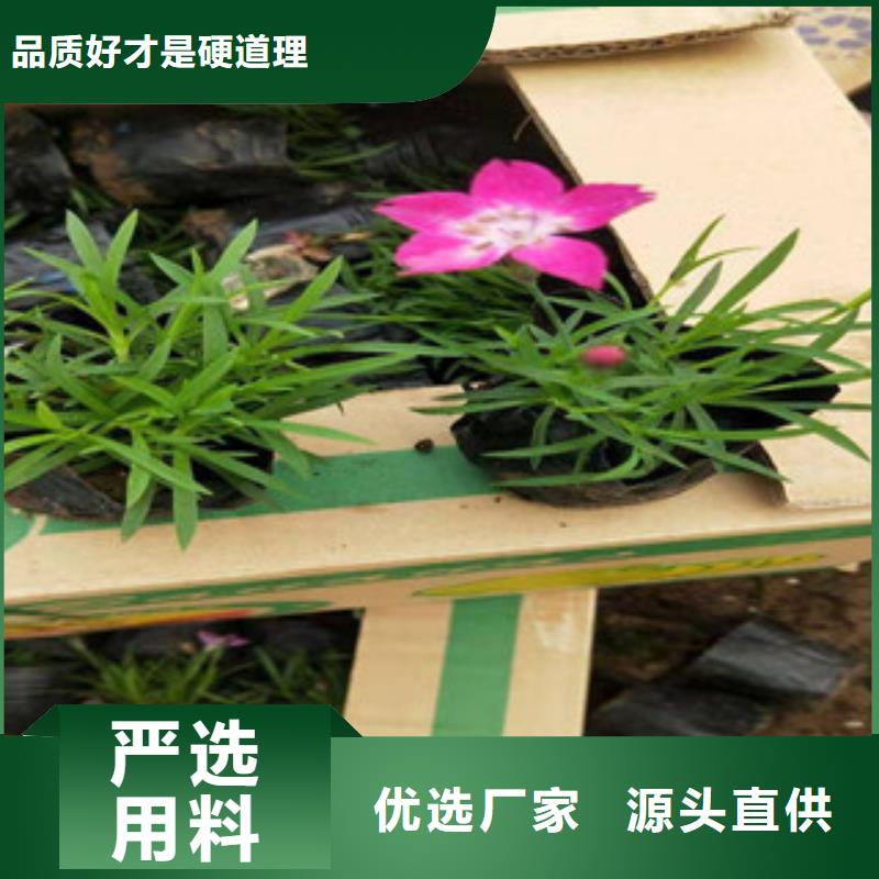 宿根花卉_【鲁冰花/粉黛乱子草】用心细节