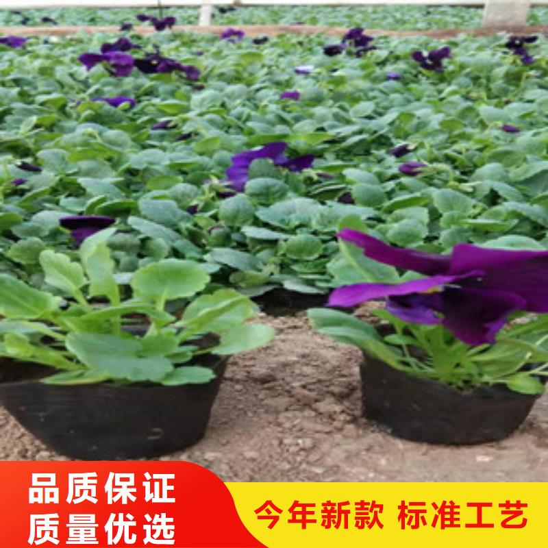 宿根花卉_柳叶马鞭草/薰衣草高质量高信誉