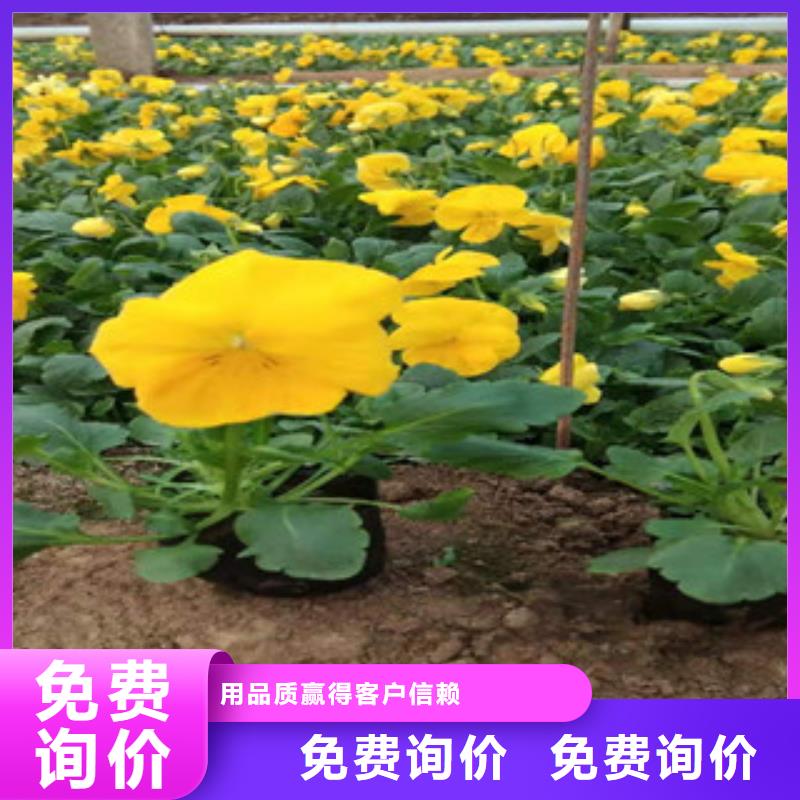 宿根花卉花海景观工程按需定制