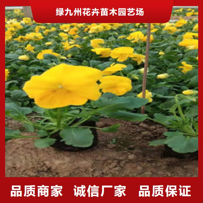 宿根花卉_【五一国庆草花批发】今日新品