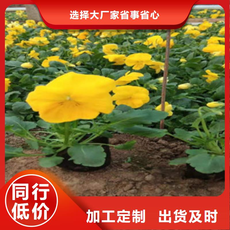 (海东) 宿根花卉五一国庆草花批发优选厂商