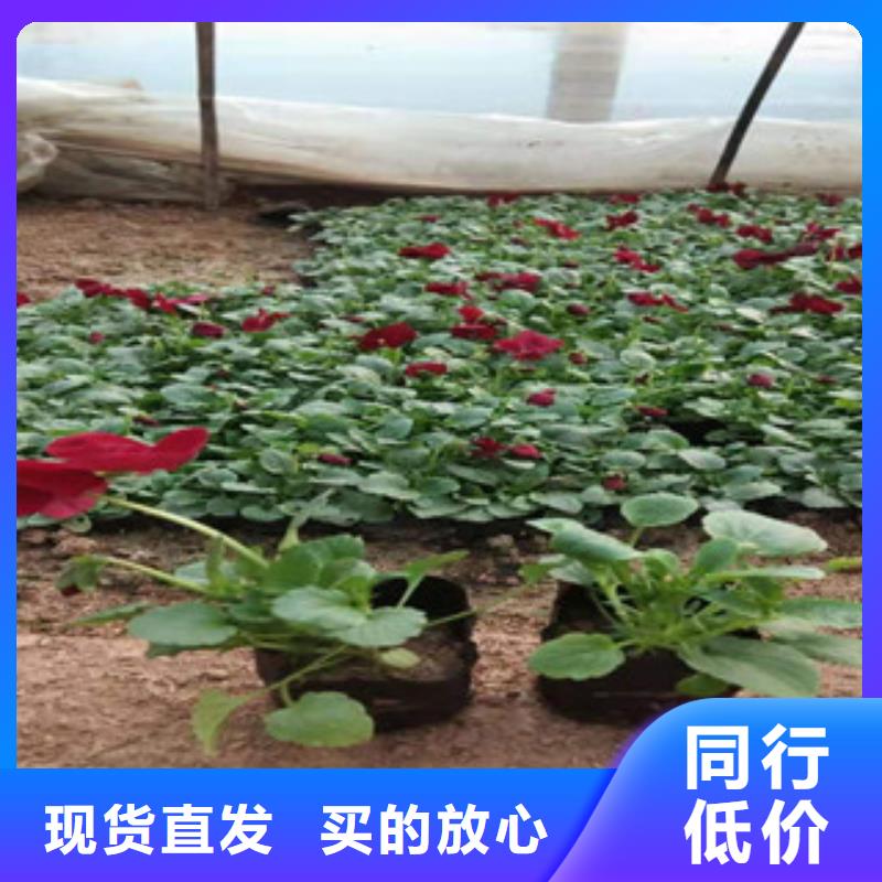 【宿根花卉花海景观工程48小时发货】