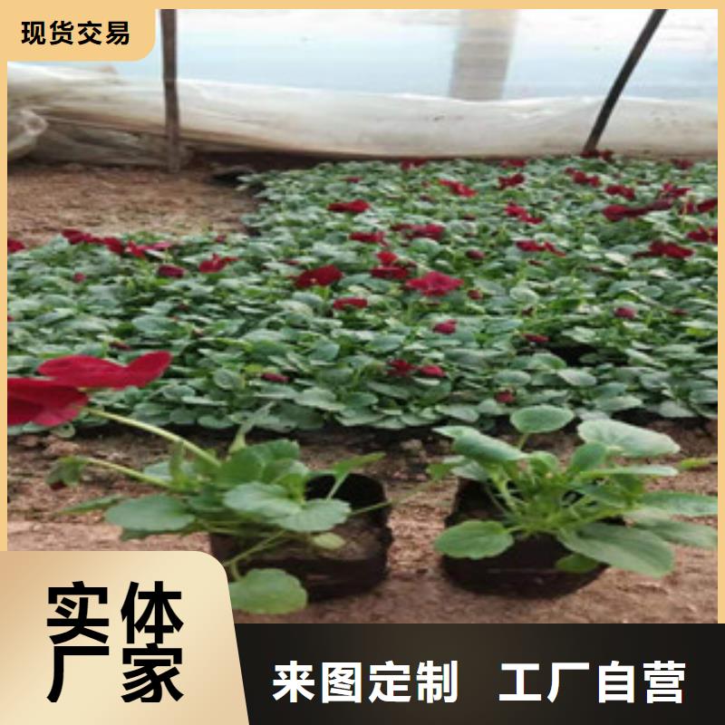 【宿根花卉,耐寒耐旱草花基地厂家现货批发】