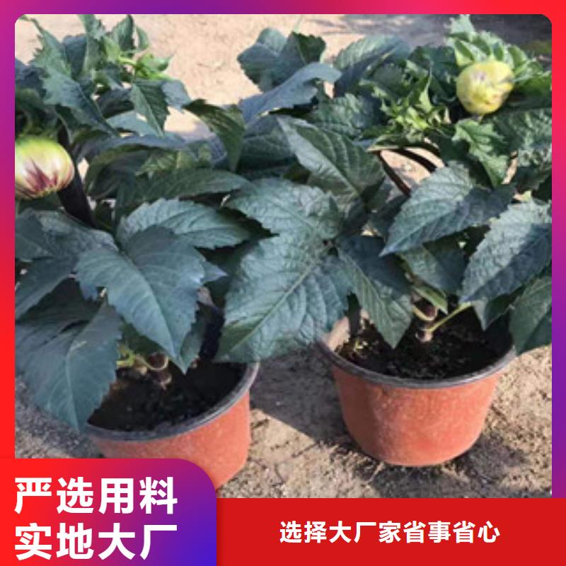 宿根花卉柳叶马鞭草/薰衣草免费安装