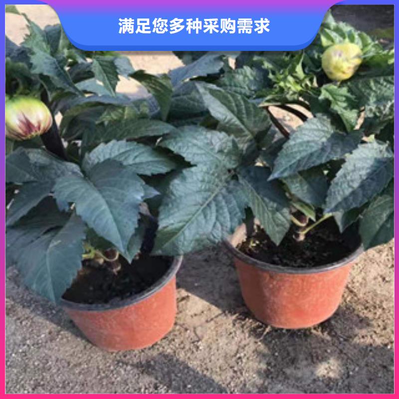 宿根花卉【柳叶马鞭草/薰衣草】可定制有保障