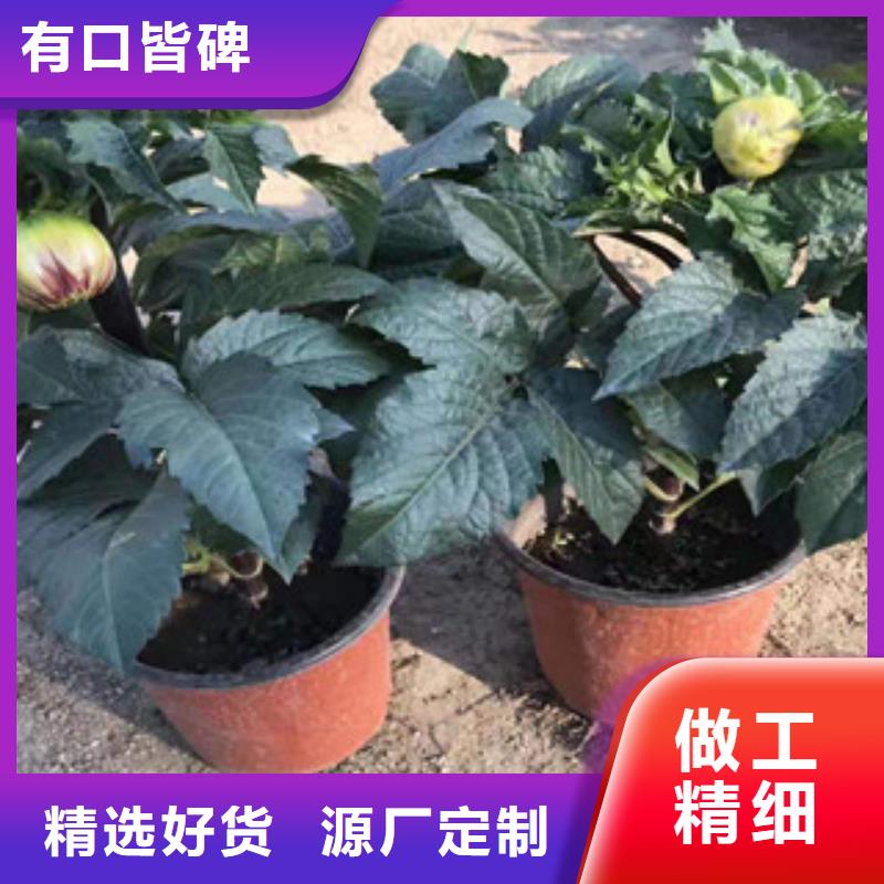 【宿根花卉花海景观工程48小时发货】