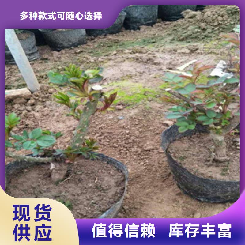 花海景观-水生植物/荷花睡莲来图定制量大从优