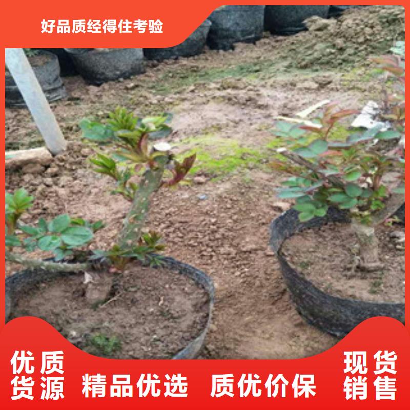 花海景观【水生植物/荷花睡莲】款式多样