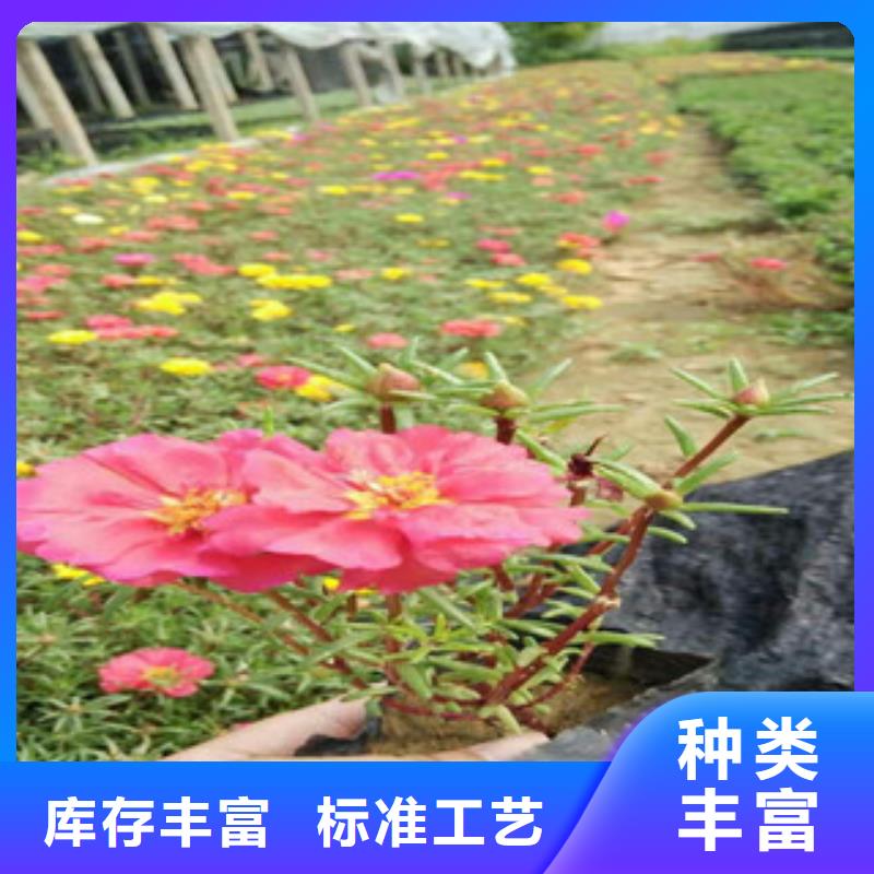 花海景观观赏草/蒲苇狼尾草经久耐用