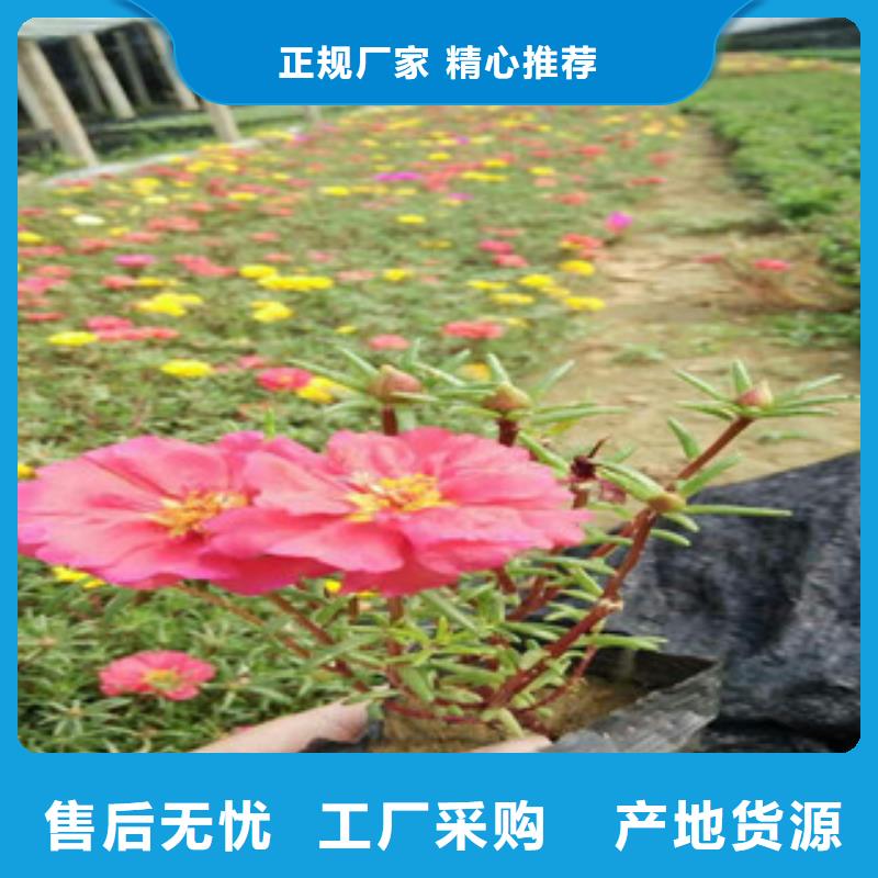 花海景观,柳叶马鞭草/薰衣草严谨工艺