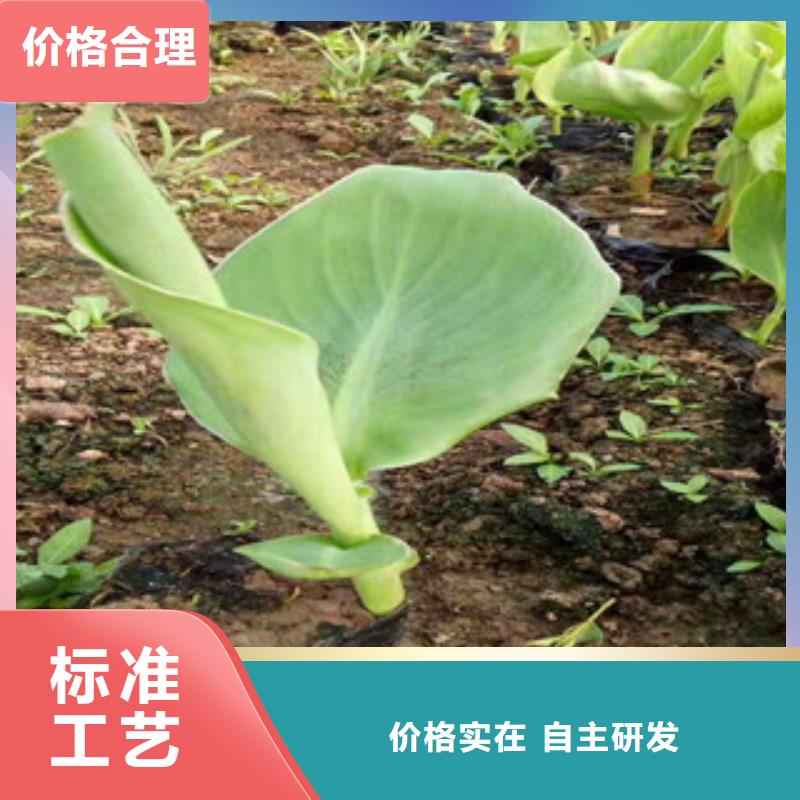 花海景观柳叶马鞭草/薰衣草实力工厂